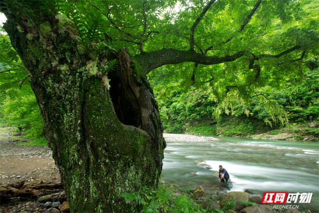 “森”呼吸·清凉“界”丨张家界堡子界：登界顶望天门，在2.6万亩林海里乘凉