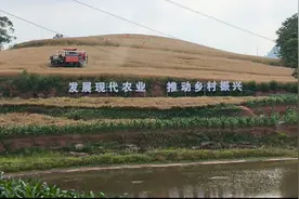 贡井区粮油高产示范片采用机械化收割 绘就丰收新图景图片