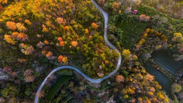 英山冷家山村：红叶漫山醉游人 生态美景引客来