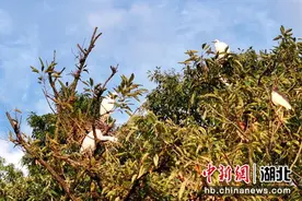 湖北南漳：白鹭繁育地 幼鸟乐逍遥图片