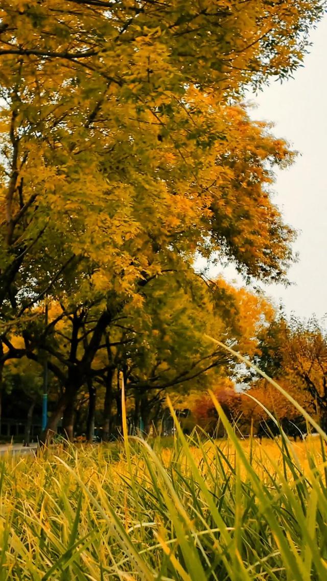 黄金大道秋意浓，石景山这条路进入最佳观赏期！