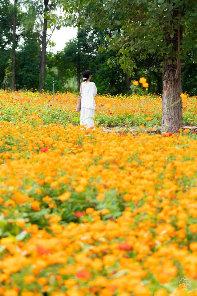 圆锥绣球+硫华菊盛放！植物园双花展上新！