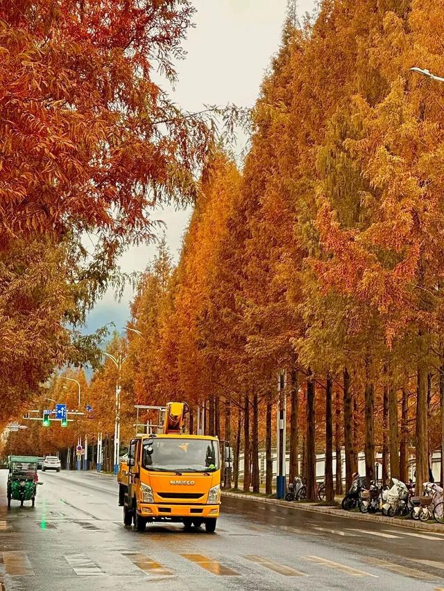 杉树红了！江西这些地方拍“红杉”大片超赞