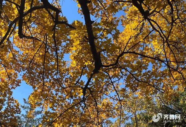 组图丨一大波美图来袭！泰山景区9个赏秋地超出片