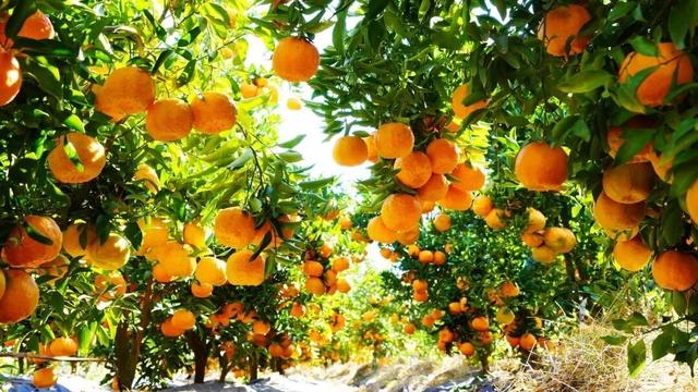 滇中藏不住了！楚雄21℃暖冬，一半是山水秘境，一半是舌尖热辣