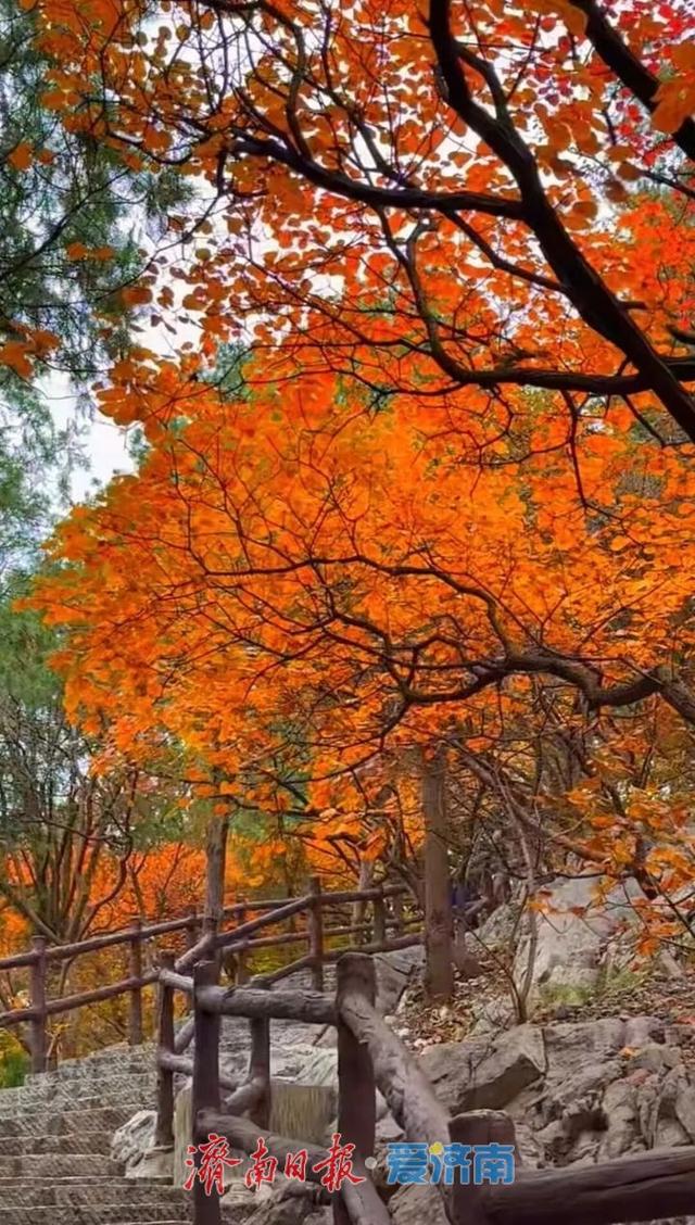 快来打卡公园景区秋色图鉴