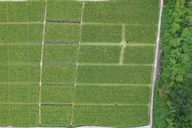 贵州剑河：鱼米满仓迎丰收 稻渔鸭综合种养促增收图片