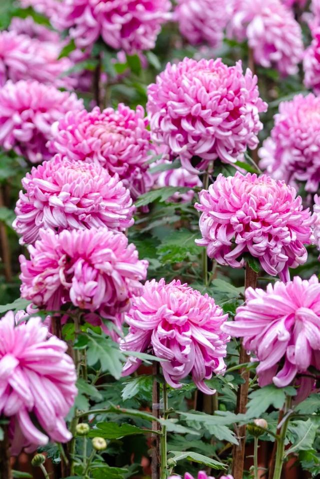 乐山这里的菊花即将迎来盛花期，足足有50多种，约吗？