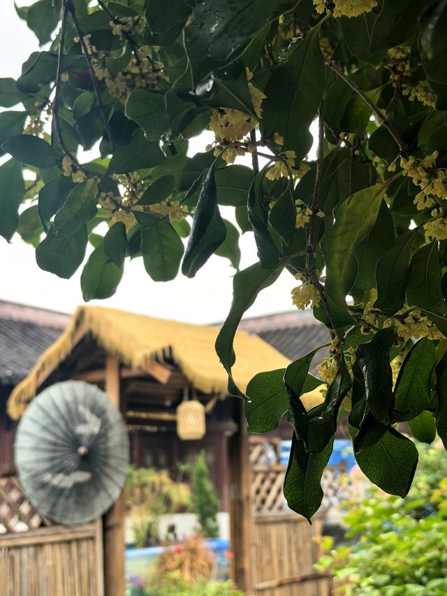 晚潮｜苏堤夜月与钱祠香雨