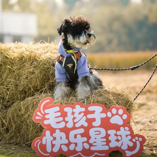 元旦3天狂欢，萌宠+亲子+美食一站打卡