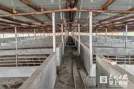 神农集团2030年生猪出栏目标1000万头图片