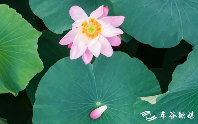 “莲”动经开：碧波粉黛正当时