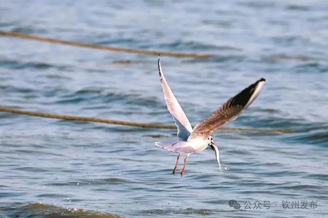 来钦州，“鸥”遇冬日限定浪漫！