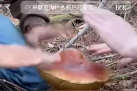 拍蘑菇视频疯转，专家却说蘑菇不经拍，视频可能是道具图片