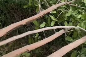 纵览热点｜洛杉矶山火已致10人死亡，当地华人讲述：山火仍在燃烧，当地空气质量变得很差图片