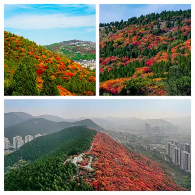 “泉”在济南享金秋——“一城山色·登山打卡”带你来赏红叶啦！