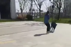 上海青浦一公寓楼下惊现野猪追赶路人！警方回应：野猪被当场控制图片