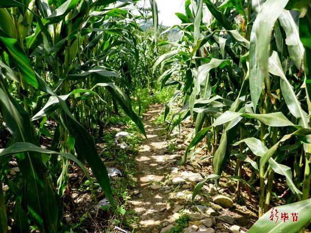 龙场九驿纪行丨西溪驿 ：古道溯风霜 秋水照琳琅