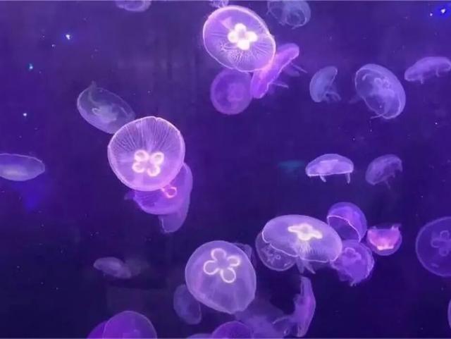 想在闵行过《疯狂动物城》里的生活？雨林区、冰川镇就在你身边→