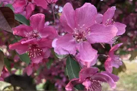 又到海棠花开时，我们在禹城漯川花海一睹其芳容图片