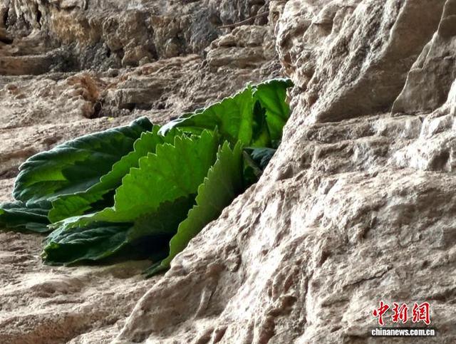 湖北堵河源发现崖白菜，系国家二级保护植物