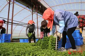 临泽：“订单农业”打造“大棚经济”新模式图片