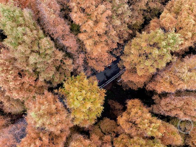 重庆南川：彩林季点燃冬日旅游热