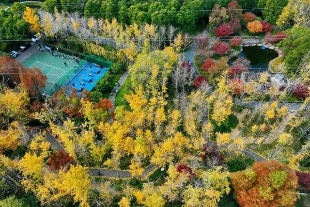 金色长廊加载中！静安这条道路银杏渐入佳境↑