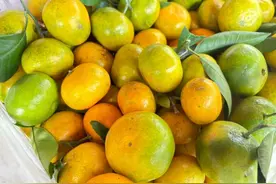 蜜柚、蜜橘、葡萄柚……“柑橘家族”开启上市季图片