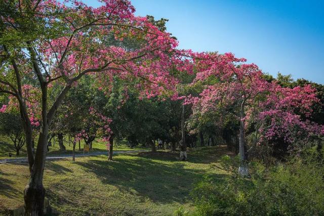 天气正好、花正开，去看粉色的东莞！