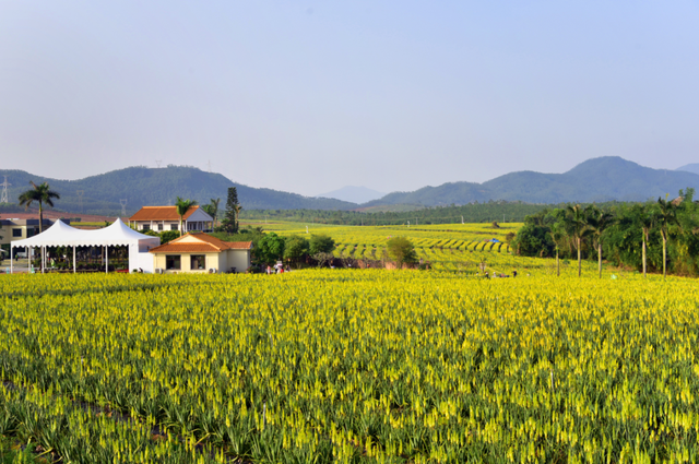 免费！特惠！江门邀你共迎十五运，景区多重福利等你来~