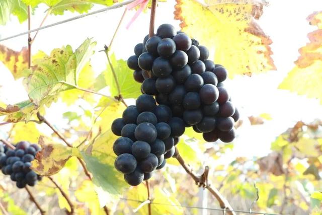 草莓正红，葡萄正甜，时光正好，把冬天的甜都摘进篮子里！