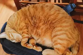 猫咪常睡在这5个地方，证明把你当“亲人”了图片