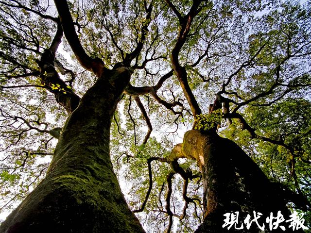 南京百年朴树“树张力”拉满，要四个人手拉手才能环抱