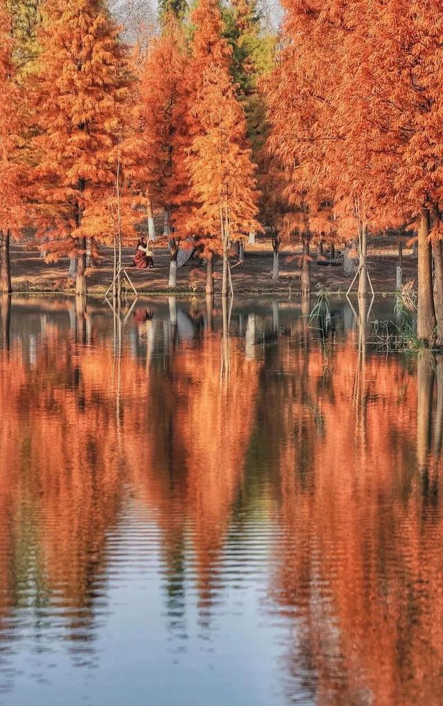 街头大量出现！常州人都已经捡上了