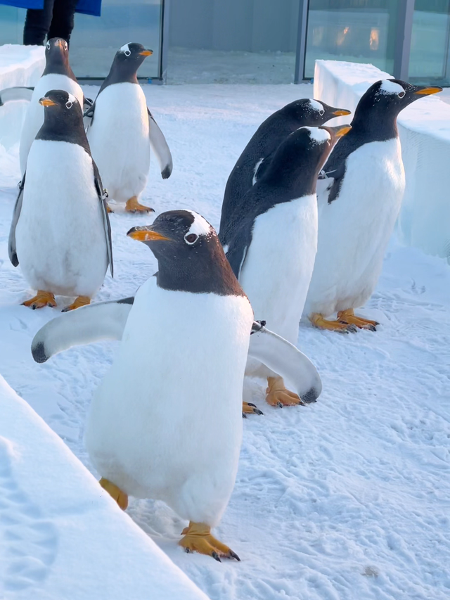 冰雪节的超绝冰雕来自哪里？今天大黑河上的号子声给出了答案