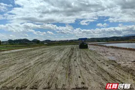 宜章黄沙镇：机械助力水稻插秧跑出“加速度”图片