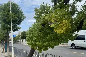 大风推倒一棵粗壮樟树，园丁借力吊车扶正图片