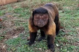 合肥“大壮”丑出圈引众人一睹“方容” 园方呼吁：文明游园，勿拍打玻璃图片