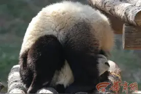 炎炎夏日 国宝大熊猫换上“夏装”图片