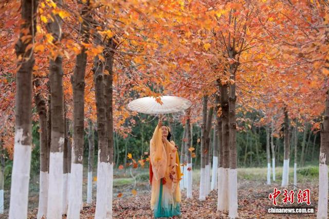 武汉江夏红枫林吸引游客观赏