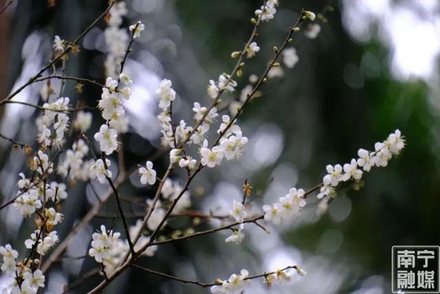 今日腊八｜花粥同赏，岁寒生香！腊八节快来南宁共赴一场早梅之约，就在市区→