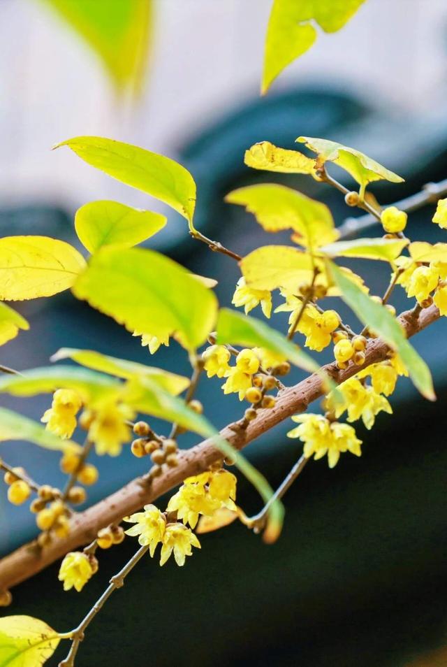 剧透抢先看！这届园博园花灯会“戏很多”