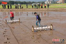 广西容县：抢抓农时闹春耕图片