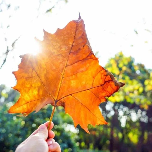 惊艳！身边的北京秋景“天花板”来了！