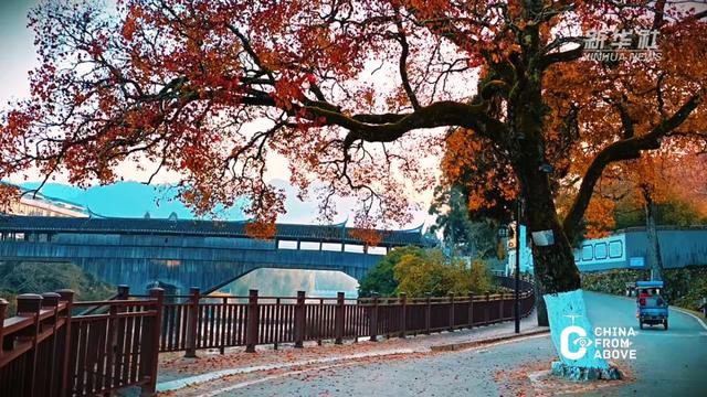 瞰中国｜福建屏南：廊桥乌桕