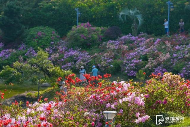 姹紫嫣红！福州进入春日高颜值时刻！