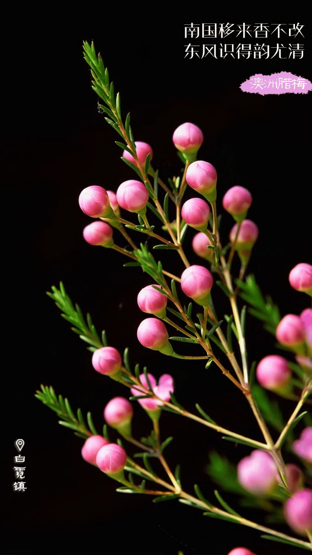 崇阳的冬天，是带着香味和颜色的