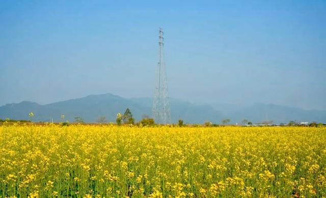 三水大片油菜花海超美超出片！免费赏