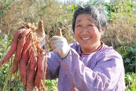 烟台甘薯什么档次？竟与烟台苹果、大樱桃同等地位图片